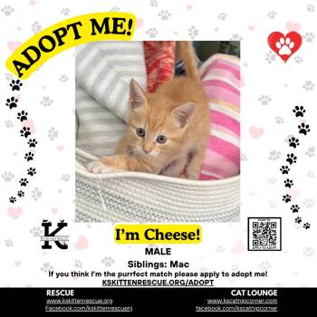 Cheese -  Domestic Short Hair Cat for Adoption in OSBORNVILLE, New Jersey - Cheese | PetCurious