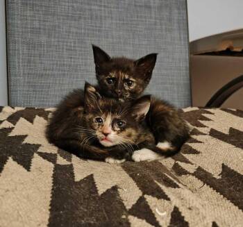 Graciela -  Domestic Short Hair Cat Available for Adoption in Topeka, Kansas - Graciela | PetCurious