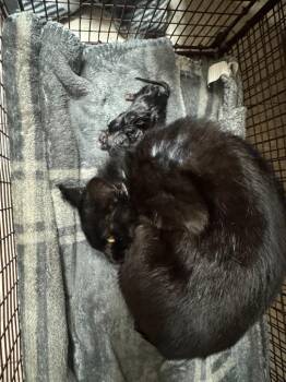 Domestic Short Hair Cats Available for Adoption in Sorrento, Louisiana - 26-0280C | PetCurious