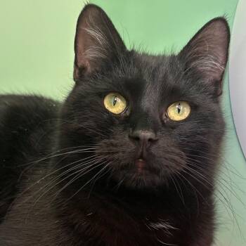 Domestic Short Hair Cats Available for Adoption - Marlin | PetCurious