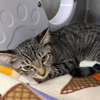 Snowball -  Domestic Short Hair Cat for Adoption in West Palm Beach, Florida - Snowball | PetCurious