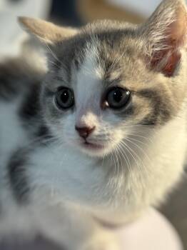 Rescue Domestic Short Hair Cats for Adoption in Irondequoit, New York - Davina | PetCurious