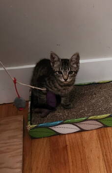 Rescue Domestic Medium Hair Cats for Adoption in Davis, California - Vera | PetCurious