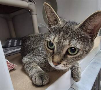 FURBY -  Domestic Short Hair Cat for Adoption in Boston, Massachusetts - FURBY | PetCurious