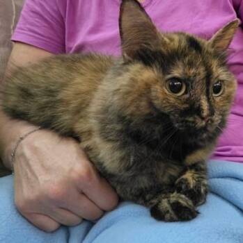 Reeses -  Domestic Short Hair Cat for Adoption in Rochester, Minnesota - Reeses | PetCurious