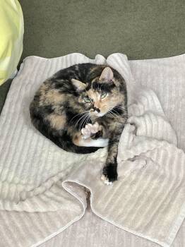 Rescue Tortoiseshell Cats for Adoption in New York, New York - Baby | PetCurious