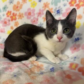 Mahi -  Domestic Short Hair Cat for Adoption in Lewisville, Texas - Mahi | PetCurious