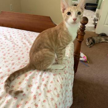 Striker -  Domestic Short Hair Cat for Adoption in Alexandria, Louisiana - Striker | PetCurious