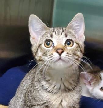 Patti Mayonnaise -  Domestic Short Hair Cat for Adoption in Kansas City, Missouri - Patti Mayonnaise | PetCurious