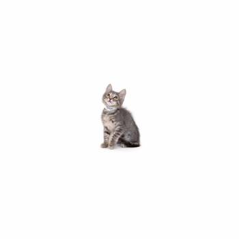 Dusk -  Domestic Short Hair Cat for Adoption in Los Angeles, California - Dusk | PetCurious