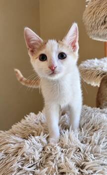Miss Penelope -  Domestic Short Hair Cat for Adoption in Menasha, Wisconsin - Miss Penelope | PetCurious