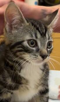 Domestic Short Hair Cats Available for Adoption in Elizabethton, Tennessee - SCAR | PetCurious
