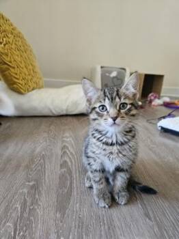 Bumble Bee -  Domestic Short Hair Cat for Adoption - Bumble Bee | PetCurious