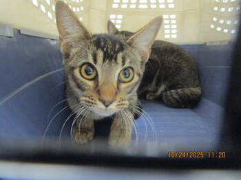 Rescue Domestic Short Hair Cats for Adoption in Marietta, Georgia - (644) | PetCurious