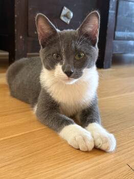 Thistle26 -  Manx Cat for Adoption in Youngsville, North Carolina - Thistle26 | PetCurious