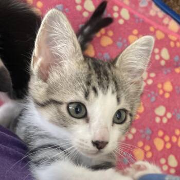 Domestic Short Hair Cats Available for Adoption in Chicago, Illinois - Microwave | PetCurious