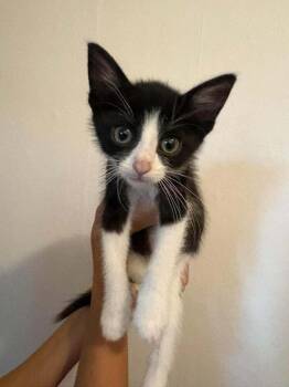 Acorn Oreo Cu. -  Domestic Short Hair Cat for Adoption in West Peoria, Illinois - Acorn Oreo Cu. | PetCurious
