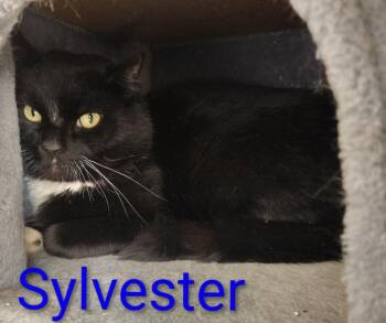 Domestic Short Hair Cats Available for Adoption - Sylvester | PetCurious
