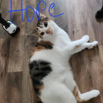 Hope -  Domestic Short Hair Cat for Adoption in Lynchburg, Virginia - Hope | PetCurious