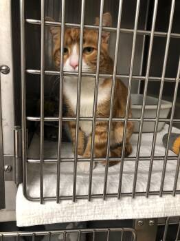 Rescue Domestic Short Hair Cats for Adoption in Newburgh, New York - Finn | PetCurious
