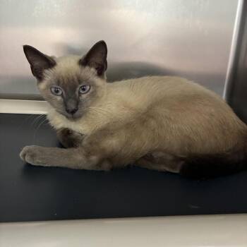 Xtra Toasted Footlong -  Domestic Short Hair Cat for Adoption in Carencro, Louisiana - Xtra Toasted Footlong | PetCurious