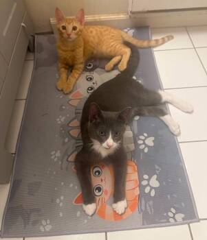 Peekie Boo & Papito -  American Shorthair Cat for Adoption - Peekie Boo & Papito | PetCurious