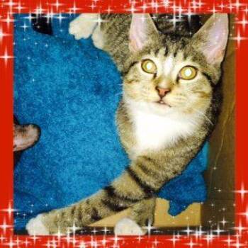 Domestic Short Hair Cats Available for Adoption - FROOT LOOPS | PetCurious