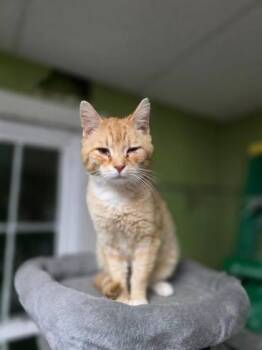Domestic Short Hair Cats Available for Adoption in Berwick, Pennsylvania - Carlisle Cullen | PetCurious