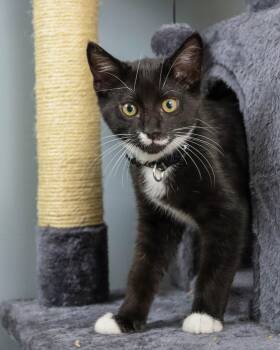 Rescue Domestic Short Hair Cats for Adoption in Ocean Springs, Mississippi - Echo | PetCurious