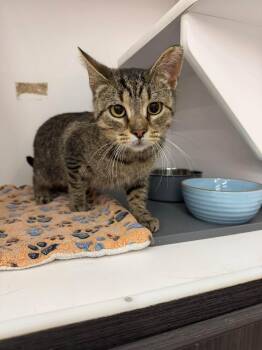 Lil Wayne -  Domestic Short Hair Cat for Adoption in Cleveland, Ohio - Lil Wayne | PetCurious