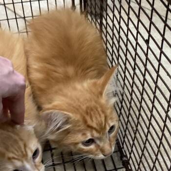 Whirlpool -  Domestic Medium Hair Cat for Adoption in Galveston, Texas - Whirlpool | PetCurious