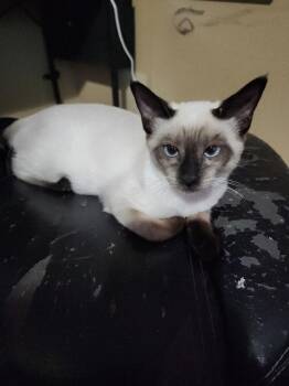 Princess -  Siamese Cat for Adoption in Plumerville, Arkansas - Princess | PetCurious