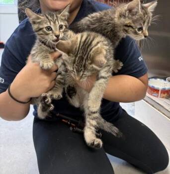 Domestic Short Hair Cats Available for Adoption in Morristown, New Jersey - Strawberry | PetCurious