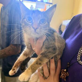 Domestic Short Hair Cats Available for Adoption in Corinth, Mississippi - Mora | PetCurious