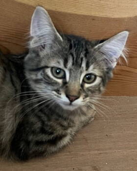 Rescue Manx Cats for Adoption in Antioch, California - Summer | PetCurious