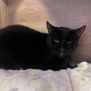 Willy -  Domestic Short Hair Cat Available for Adoption in Boston, Massachusetts - Willy | PetCurious