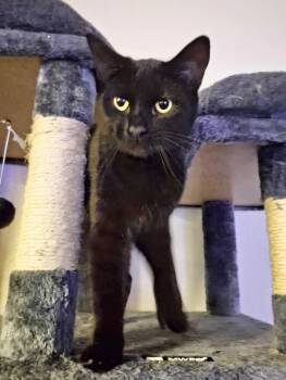 Domestic Short Hair Cats Available for Adoption - Ivy Mae | PetCurious