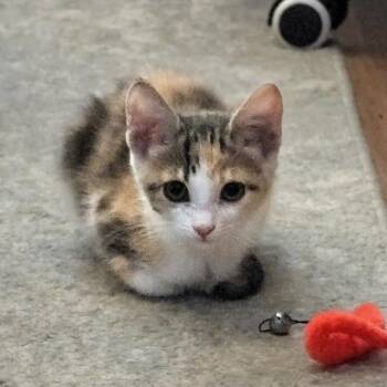 Velvet -  Tabby Cat for Adoption in Mesa, Arizona - Velvet | PetCurious