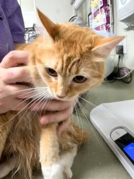 Sierra -  Domestic Long Hair Cat for Adoption in Lincoln, California - Sierra | PetCurious