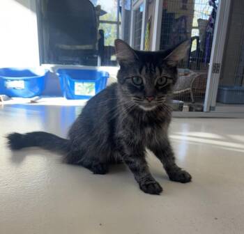 Cheesecake -  Domestic Long Hair Cat for Adoption in Kalamazoo, Michigan - Cheesecake | PetCurious