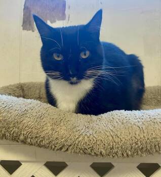 Maisy fka Duckie -  Domestic Short Hair Cat for Adoption in Groveland, Massachusetts - Maisy Fka Duckie | PetCurious
