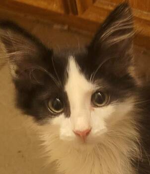 Maine Coon and Tuxedo Cats Available for Adoption in Austin, Texas - Gumbo | PetCurious