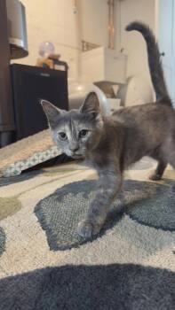 Dawn -  Domestic Short Hair Cat for Adoption in Cincinnati, Ohio - Dawn | PetCurious