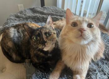 Rescue Domestic Short Hair Cats for Adoption in Los Angeles, California - Salem & Rembrandt | PetCurious
