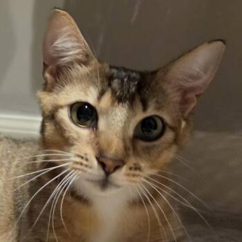 June Willow fka Macy 2 -  Domestic Short Hair Cat for Adoption in Cumming, Georgia - June Willow Fka Macy 2 | PetCurious