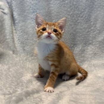 Sunkist -  Domestic Short Hair Cat for Adoption in La Grange, Kentucky - Sunkist | PetCurious