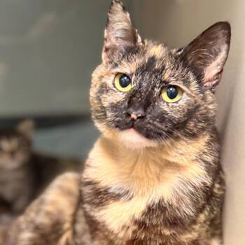 Lorelai -  Domestic Short Hair Cat for Adoption in Cumming, Georgia - Lorelai | PetCurious