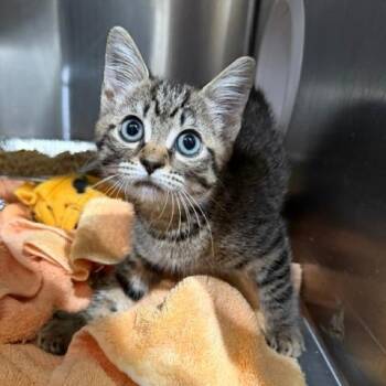 Stormy 1 -  Domestic Short Hair Cat for Adoption in Cumming, Georgia - Stormy 1 | PetCurious