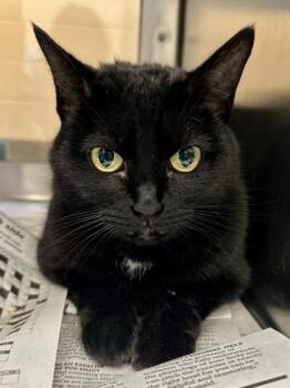 Baby Doll -  Domestic Short Hair Cat for Adoption in Wichita, Kansas - Baby Doll | PetCurious