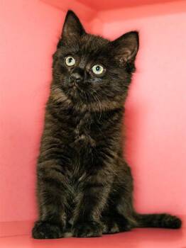 DANNY -  Domestic Medium Hair Cat for Adoption in Cookeville, Tennessee - DANNY | PetCurious